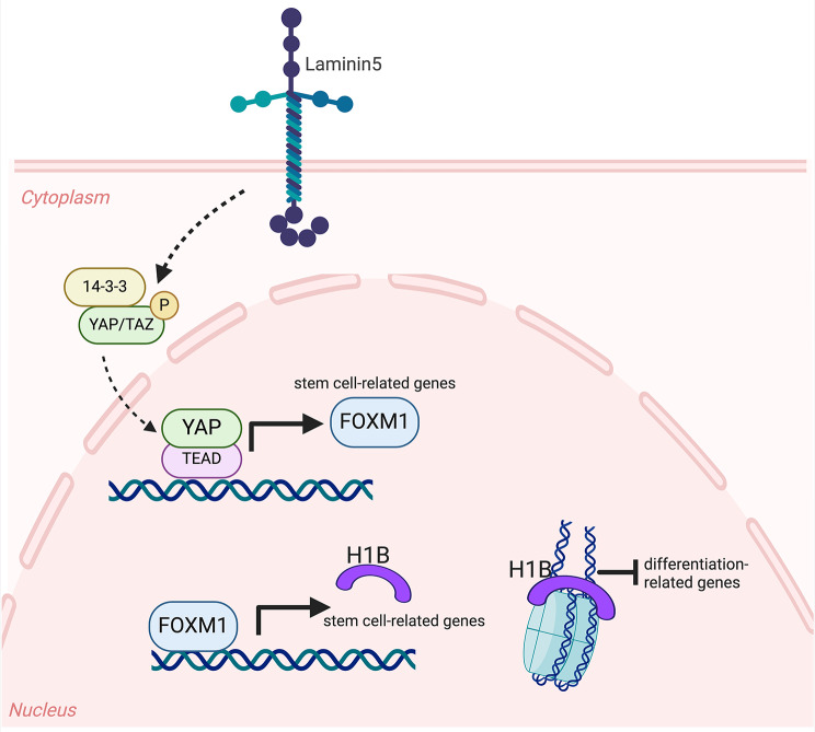 Coordinating energy metabolism and signaling pathways in epithelial self-renewal and differentiation.
