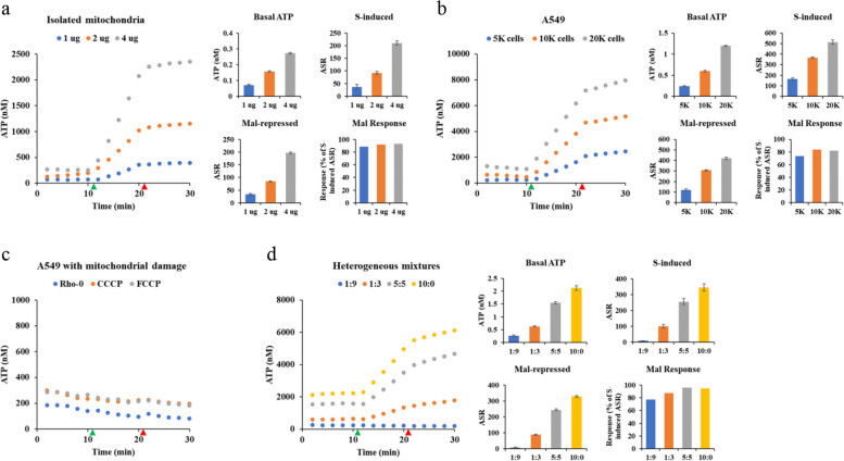 Real-time assessment of relative mitochondrial ATP synthesis response against inhibiting and stimulating substrates (MitoRAISE).