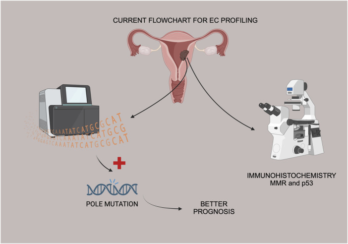 Molecular classification of endometrial cancer: preliminary experience from a single Portuguese academic center.