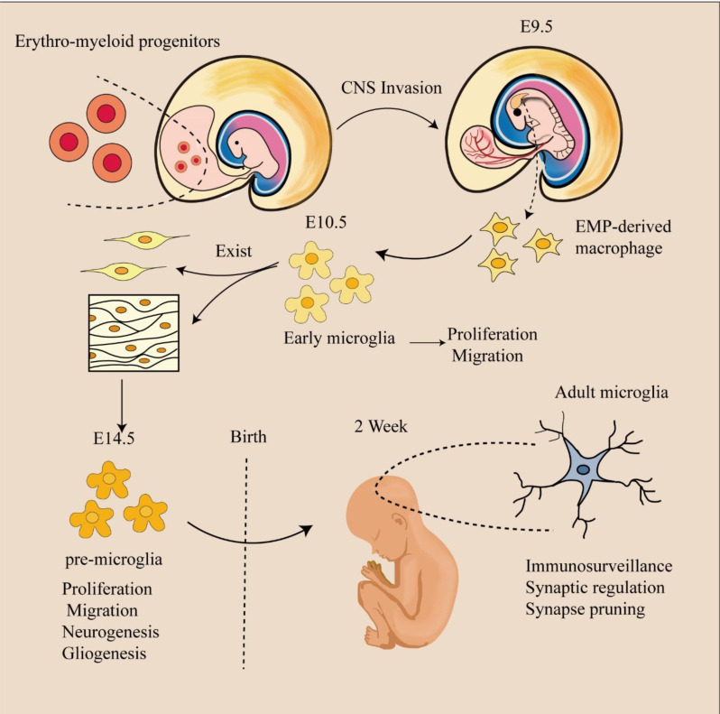 The role of macrophage plasticity in neurodegenerative diseases.