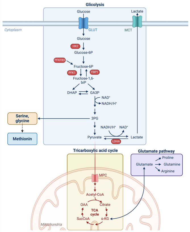 Coordinating energy metabolism and signaling pathways in epithelial self-renewal and differentiation.