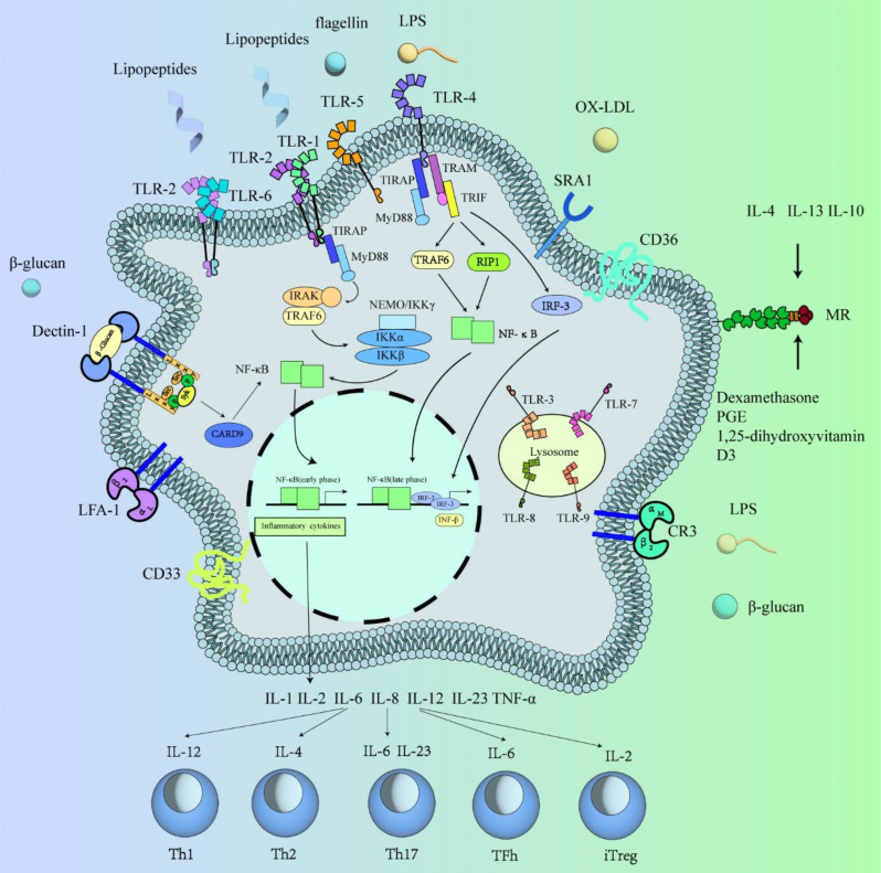 The role of macrophage plasticity in neurodegenerative diseases.