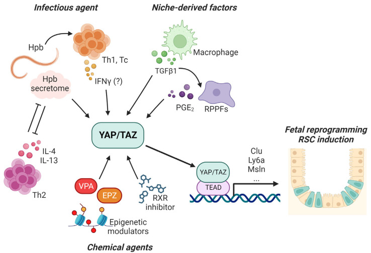 Navigating the Landscape of Intestinal Regeneration: A Spotlight on Quiescence Regulation and Fetal Reprogramming.