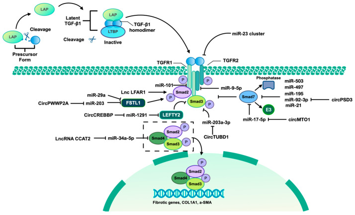 Noncoding RNA-Mediated Epigenetic Regulation in Hepatic Stellate Cells of Liver Fibrosis.