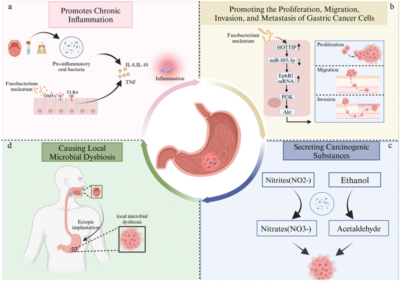 Oral microbiota and gastric cancer: recent highlights and knowledge gaps.
