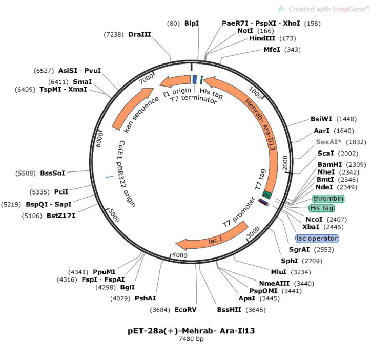 Anticancer and bioactivity effect of the AraA-IL13 fusion protein on the glioblastoma cell line.