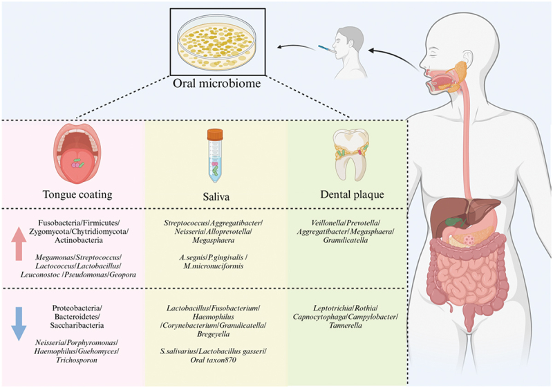 Oral microbiota and gastric cancer: recent highlights and knowledge gaps.