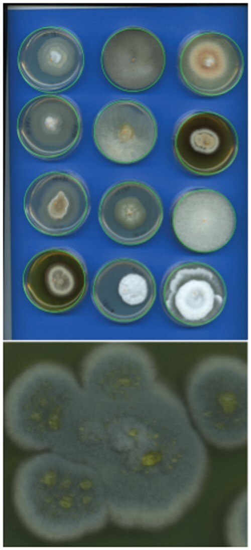 Deep learning image analysis for filamentous fungi taxonomic classification: Dealing with small datasets with class imbalance and hierarchical grouping.