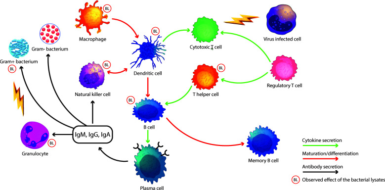 Sublingually administered bacterial lysates: rationale, mechanisms of action and clinical outcomes.