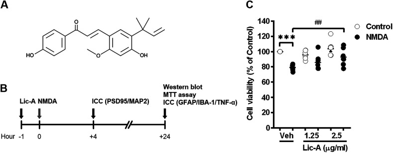 Licochalcone A attenuates NMDA-induced neurotoxicity.