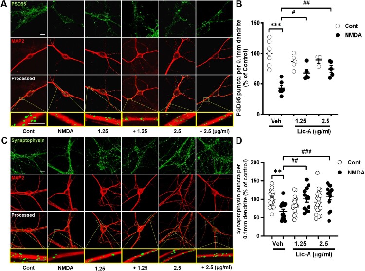 Licochalcone A attenuates NMDA-induced neurotoxicity.