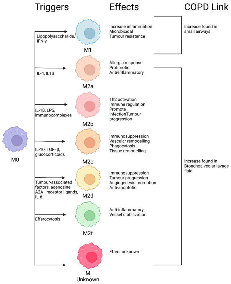 The Current Molecular and Cellular Landscape of Chronic Obstructive Pulmonary Disease (COPD): A Review of Therapies and Efforts towards Personalized Treatment.