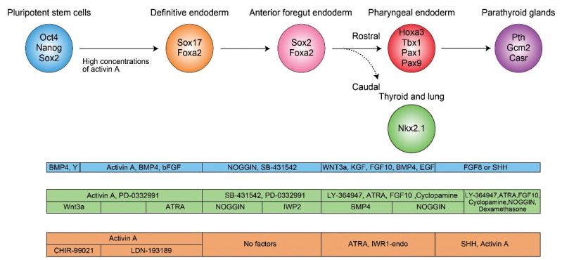 Parathyroid Gland Generation from Pluripotent Stem Cells.