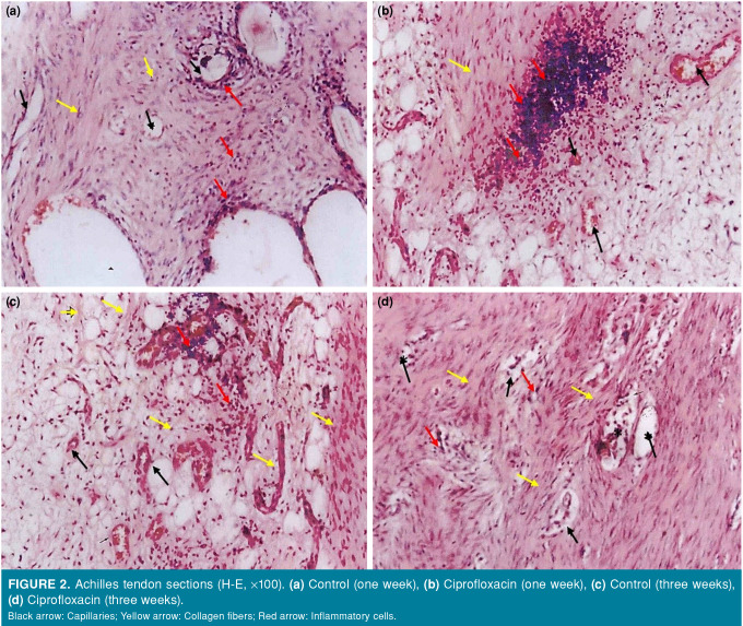 The fluoroquinolones may positively affect tendon healing after surgical repair.