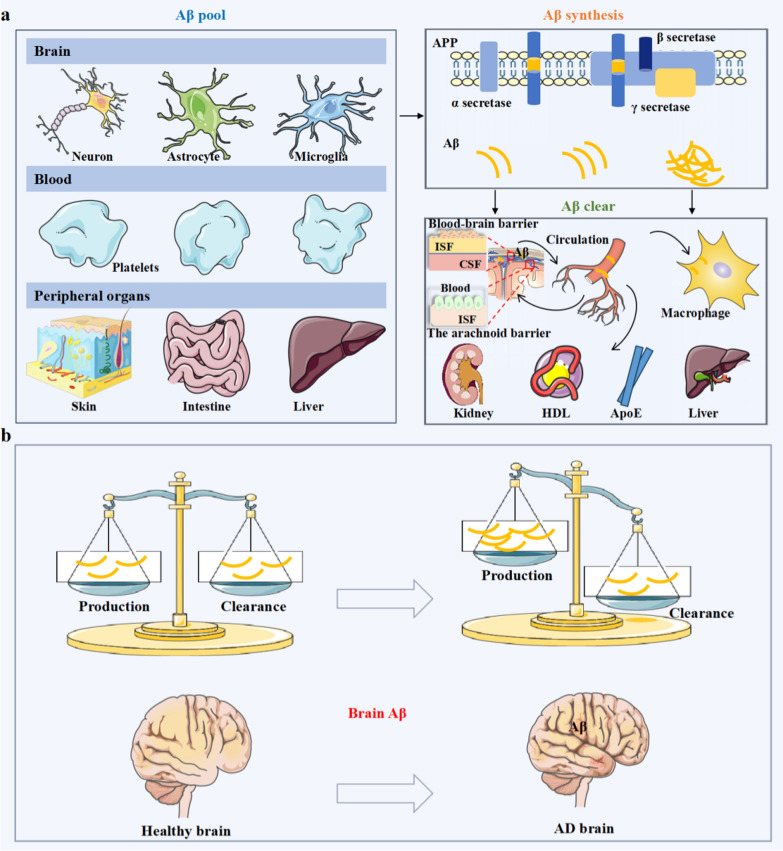 Trajectory of brain-derived amyloid beta in Alzheimer's disease: where is it coming from and where is it going?