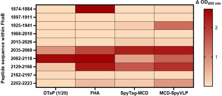 Virus-like particles displaying the mature C-terminal domain of filamentous hemagglutinin are immunogenic and protective against <i>Bordetella pertussis</i> respiratory infection in mice.