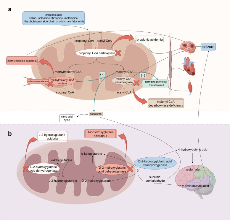 Disorders of organic acid metabolism and epilepsy.