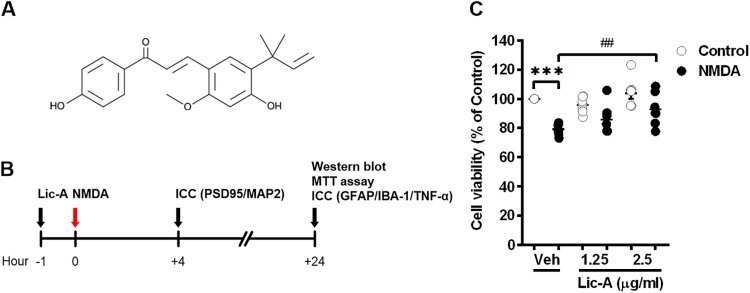 Licochalcone A attenuates NMDA-induced neurotoxicity.