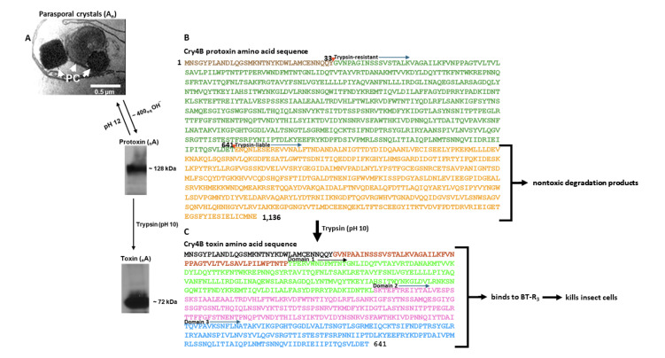 Biochemical features of the Cry4B toxin of <i>Bacillus thuringiensis</i> subsp. <i>israelensis</i> and its interaction with BT-R<sub>3</sub>, a bitopic cadherin G-protein coupled receptor in <i>Anopheles gambiae</i>.