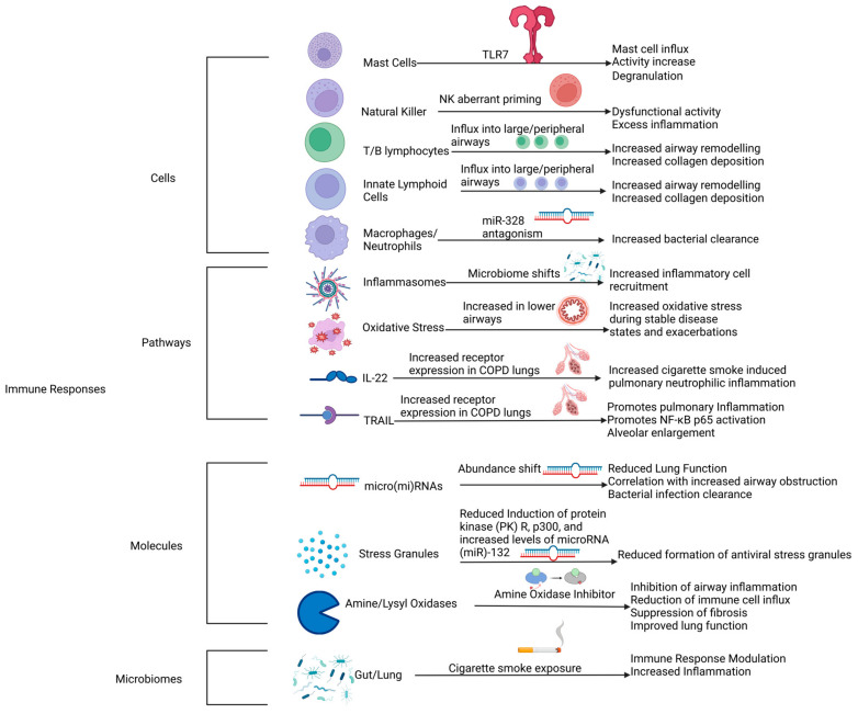 The Current Molecular and Cellular Landscape of Chronic Obstructive Pulmonary Disease (COPD): A Review of Therapies and Efforts towards Personalized Treatment.