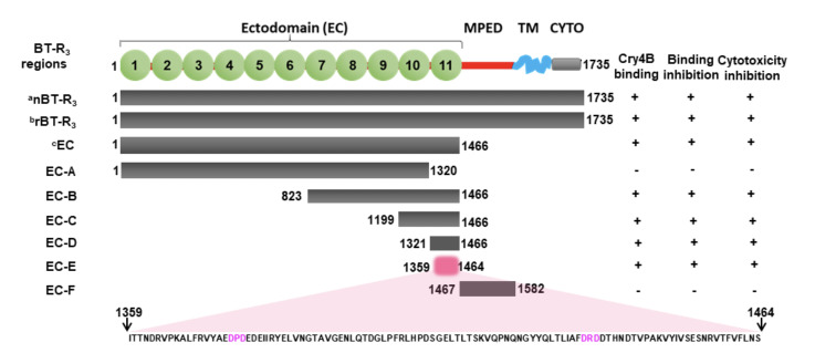 Biochemical features of the Cry4B toxin of <i>Bacillus thuringiensis</i> subsp. <i>israelensis</i> and its interaction with BT-R<sub>3</sub>, a bitopic cadherin G-protein coupled receptor in <i>Anopheles gambiae</i>.