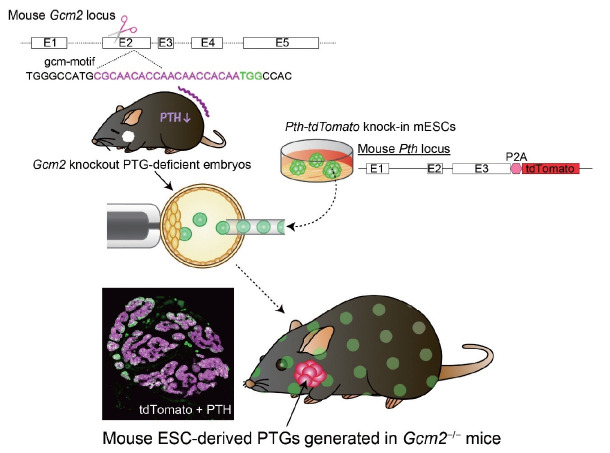 Parathyroid Gland Generation from Pluripotent Stem Cells.