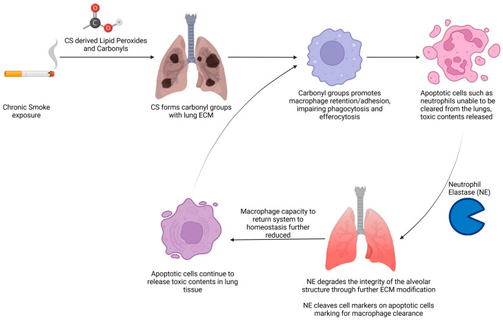 The Current Molecular and Cellular Landscape of Chronic Obstructive Pulmonary Disease (COPD): A Review of Therapies and Efforts towards Personalized Treatment.