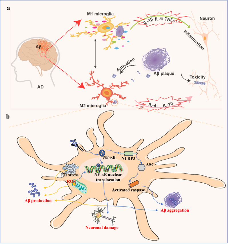 Trajectory of brain-derived amyloid beta in Alzheimer's disease: where is it coming from and where is it going?