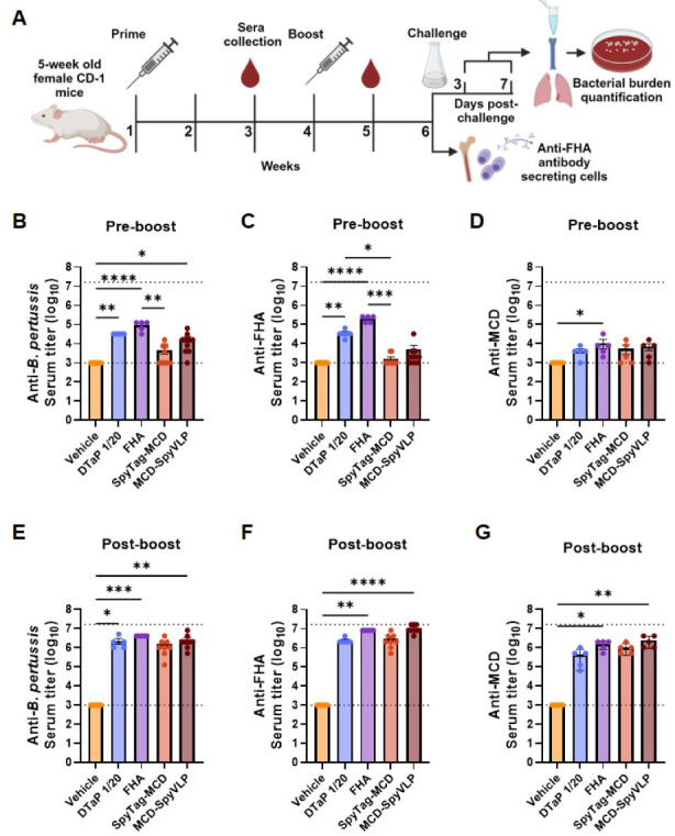 Virus-like particles displaying the mature C-terminal domain of filamentous hemagglutinin are immunogenic and protective against <i>Bordetella pertussis</i> respiratory infection in mice.