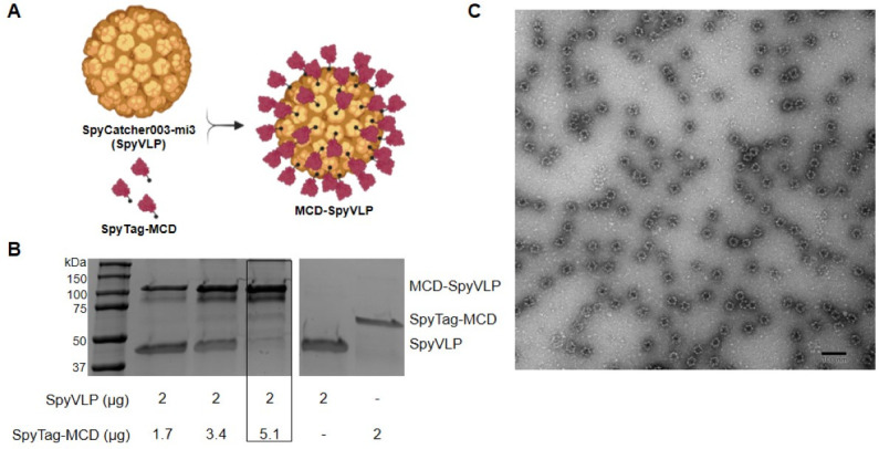 Virus-like particles displaying the mature C-terminal domain of filamentous hemagglutinin are immunogenic and protective against <i>Bordetella pertussis</i> respiratory infection in mice.