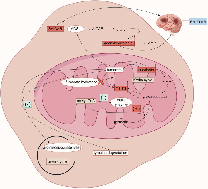 Disorders of organic acid metabolism and epilepsy.