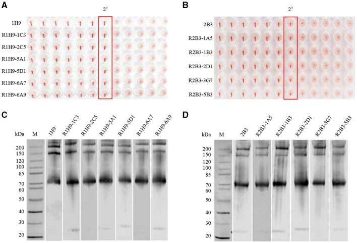 Expression and characterization of recombinant antibodies against H7 subtype avian influenza virus and their diagnostic potential.