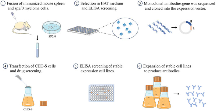 Expression and characterization of recombinant antibodies against H7 subtype avian influenza virus and their diagnostic potential.