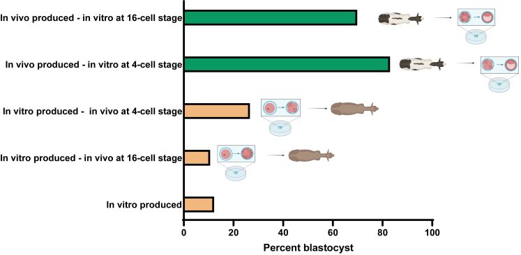 Pressing needs and recent advances to enhance production of embryos in vitro in cattle.