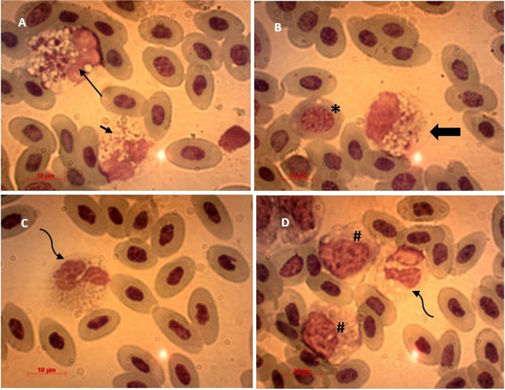 A study on selected responses and immune structures of broiler chickens with experimental colibacillosis with or without florfenicol administration.