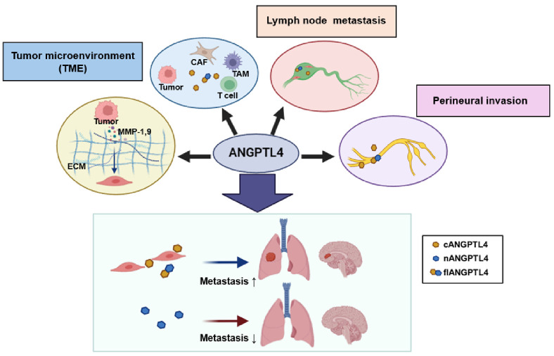 Potential role of ANGPTL4 in cancer progression, metastasis, and metabolism: a brief review.