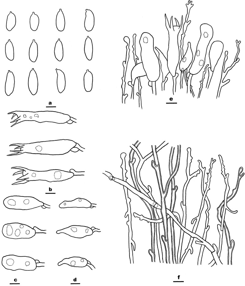 Diversity of macrofungi in southeast Xizang 1. The wood-decay fungi.