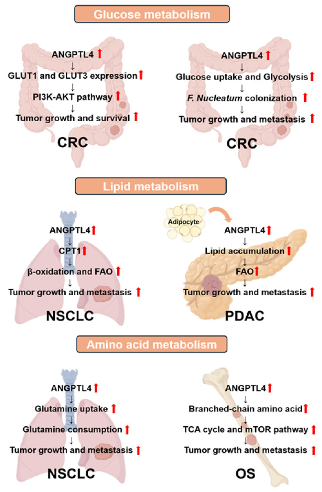 Potential role of ANGPTL4 in cancer progression, metastasis, and metabolism: a brief review.