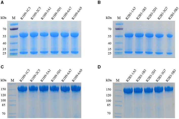 Expression and characterization of recombinant antibodies against H7 subtype avian influenza virus and their diagnostic potential.