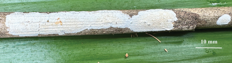 Diversity of macrofungi in southeast Xizang 1. The wood-decay fungi.