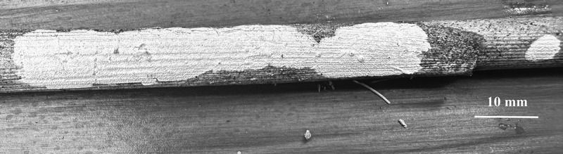 Diversity of macrofungi in southeast Xizang 1. The wood-decay fungi.