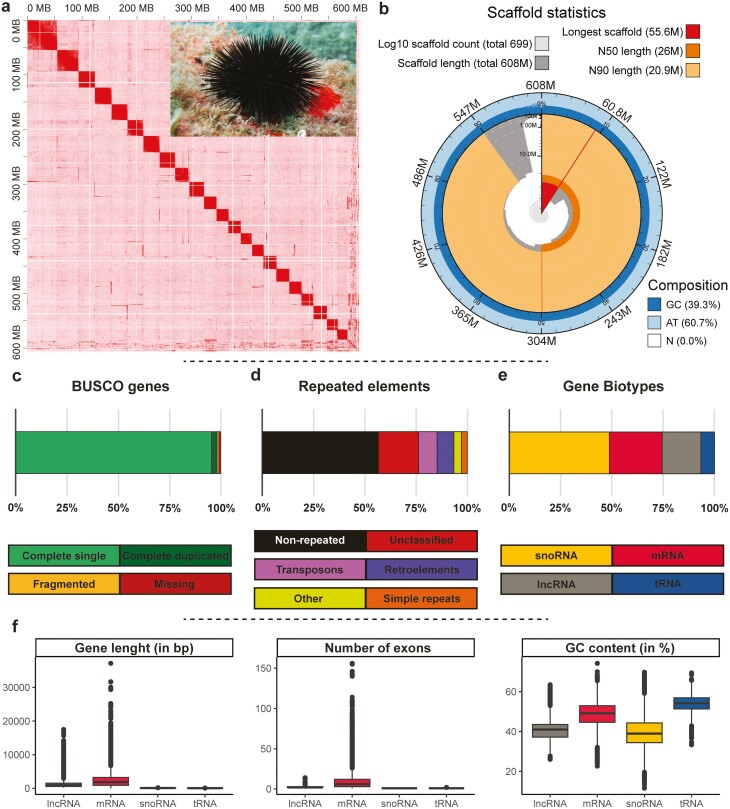 Chromosome-level genome assembly and annotation of the black sea urchin Arbacia lixula (Linnaeus, 1758).