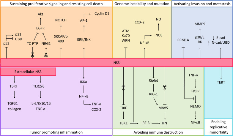 From viruses to cancer: exploring the role of the hepatitis C virus NS3 protein in carcinogenesis.