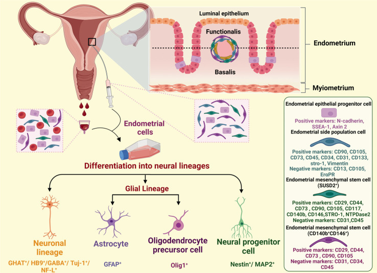 Human Endometrial Regenerative Cells for Neurological Disorders: Hype or Hope?