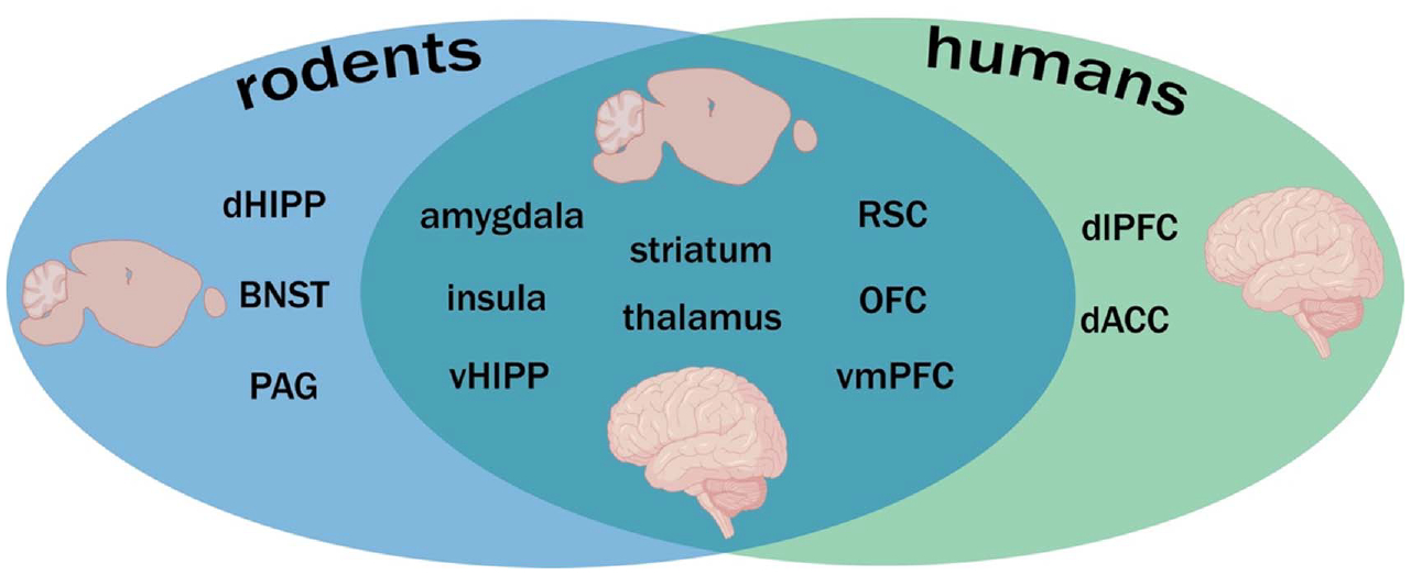 Translational approaches to the neurobiological study of conditional discrimination and inhibition: Implications for psychiatric disease.