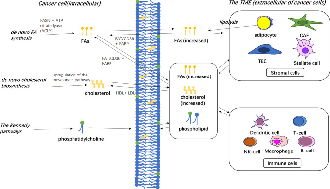 Lipid metabolism associated crosstalk: the bidirectional interaction between cancer cells and immune/stromal cells within the tumor microenvironment for prognostic insight.