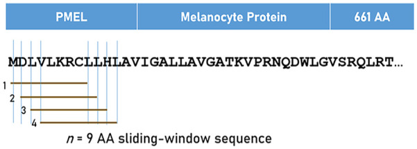 Nine Human Leukocyte Antigen (HLA) Class I Alleles are Omnipotent Against 11 Antigens Expressed in Melanoma Tumors.