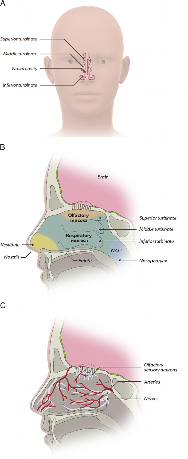 Intranasal Delivery of Medications for the Treatment of Neurologic Conditions: A Pharmacology Update.