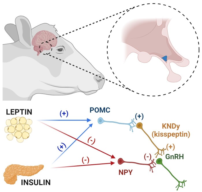 Puberty in beef heifers: effects of prenatal and postnatal nutrition on the development of the neuroendocrine axis.