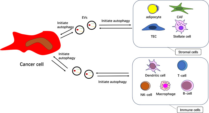 Lipid metabolism associated crosstalk: the bidirectional interaction between cancer cells and immune/stromal cells within the tumor microenvironment for prognostic insight.